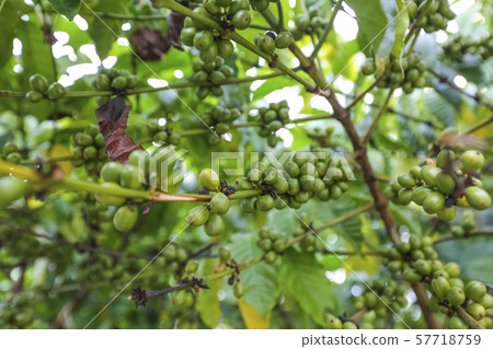 Fresh green and red coffee beans on the branches 57718759