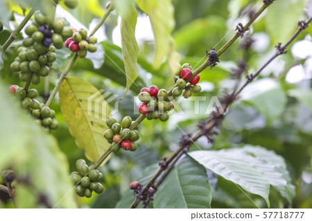 Fresh green and red coffee beans on the branches 57718777