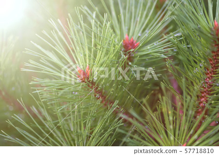 green fir tree or pine branches with sun light and water drops green fir tree or pine branches with sun light and water drops 57718810