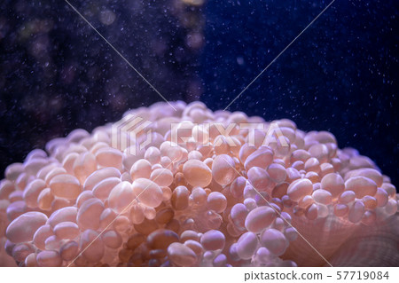 Macro shot of coral in deep sea. Macro shot of coral in deep sea. 57719084