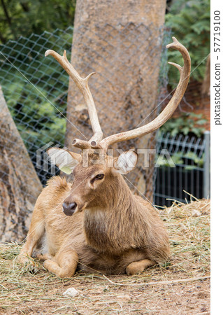 Wildlife of deer in nature. Wildlife of deer in nature. 57719100