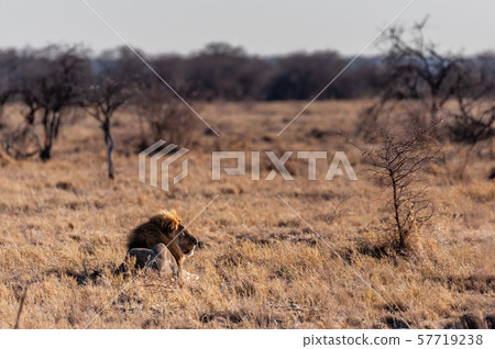 Male lion resting on a plain 57719238