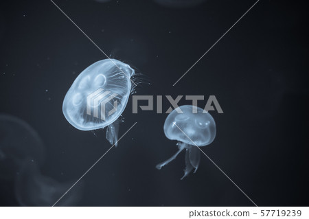 Jellyfish that lie under the deep sea. Jellyfish that lie under the deep sea. 57719239