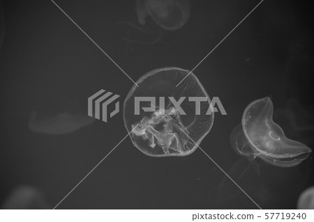 Jellyfish that lie under the deep sea. Jellyfish that lie under the deep sea. 57719240