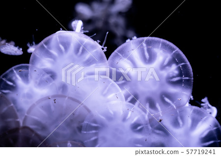 Jellyfish that lie under the deep sea. 57719241