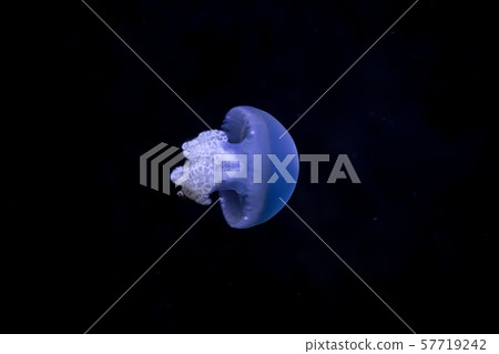 Jellyfish that lie under the deep sea. 57719242