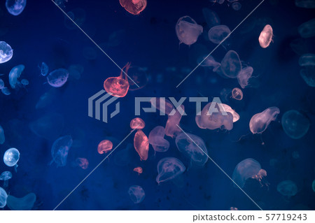 Jellyfish that lie under the deep sea. Jellyfish that lie under the deep sea. 57719243