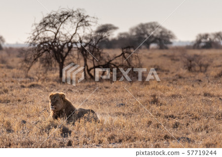 Male lion resting on a plain Male lion resting on a plain 57719244