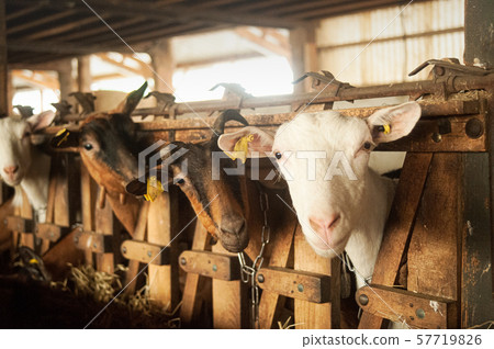 White goat watching White goat watching 57719826