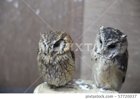 Friends owl Friends owl 57720037