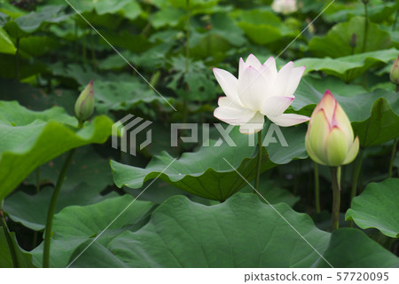 荷花 荷花 57720095