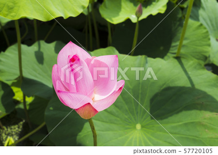 Lotus Lotus 57720105