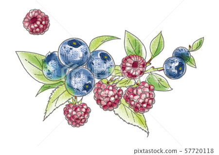 Watercolor hand painted paint raspberry blueberry - Stock Illustration ...