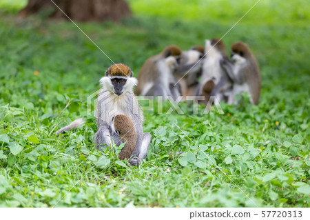 Vervet monkey familyin Awasa, Ethiopia 57720313