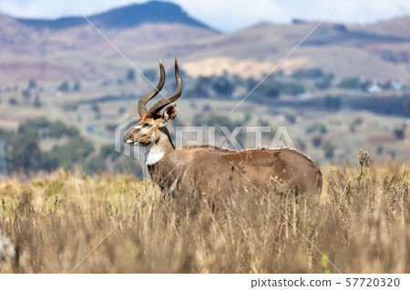 Mountain nyala, Ethiopia, Africa wildlife Mountain nyala, Ethiopia, Africa wildlife 57720320
