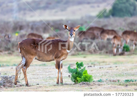 Mountain nyala, Ethiopia, Africa wildlife Mountain nyala, Ethiopia, Africa wildlife 57720323