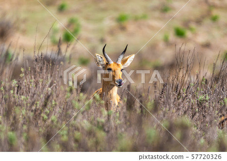 mountain reedbuck Ethiopia Africa wildlife 57720326