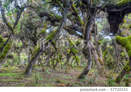 Harenna Forest in Bale Mountains, Ethiopia 57720331