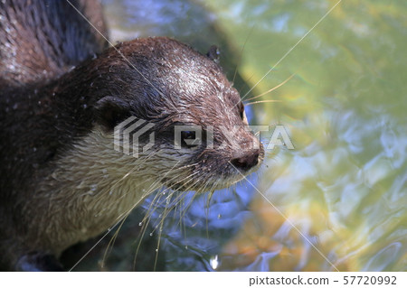 Small-clawed otter Small-clawed otter 57720992