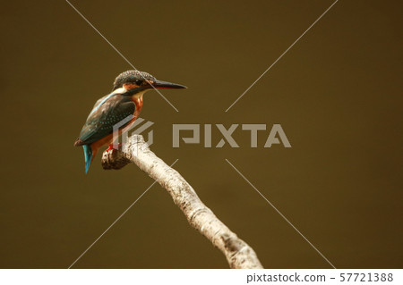 Kingfisher 57721388