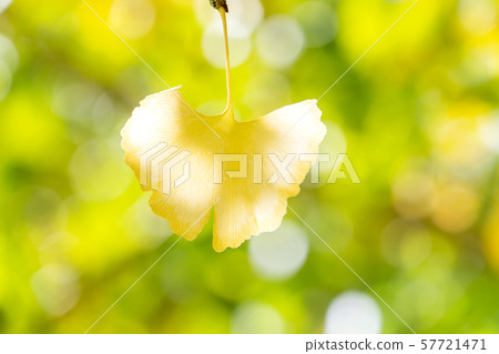 Ginkgo ginko ginkgo gingko background Ginkgo 57721471