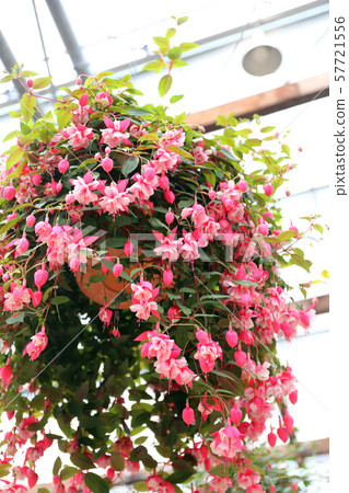 松江沃格爾公園 57721556