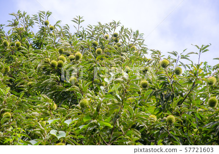 Saki chestnut 57721603