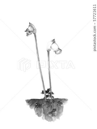 Nanban hookah monotone watercolor 57721611