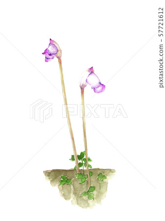 Nanban Gisel Thought Grass Kisel Sou Watercolor 57721612