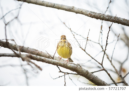 Aoji staying on a branch 57721707