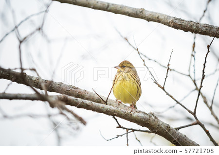 Aoji staying on a branch 57721708