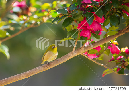 Meiro and mountain flowers 57721709