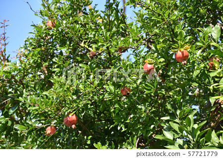 Pomegranate (gypsum) 57721779