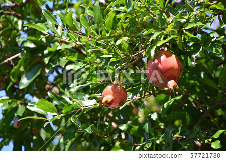 Pomegranate (gypsum) 57721780
