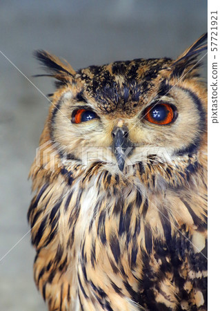 貓頭鷹   57721921