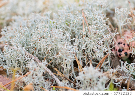 Macro shot of white reindeer moss Macro shot of white reindeer moss 57722123