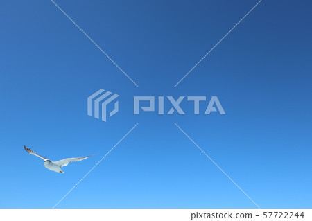 海，天空和海鷗4 57722244