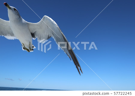 海，天空和海鷗5 57722245