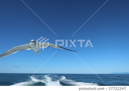 海，天空和海鷗7 57722247