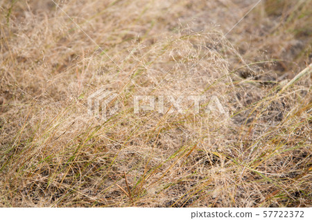 Fall is coming. Dry spikelets sunny autumn day 57722372