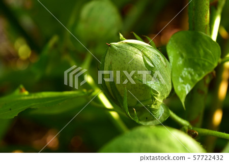 Cotton seed Cotton seed 57722432