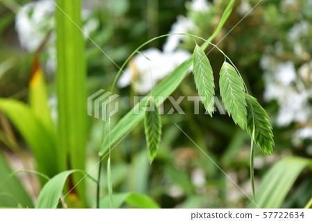 Atlantic banzo Atlantic banzo 57722634