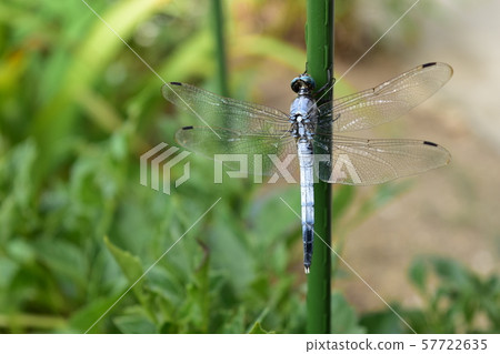 Shikakara Dragonfly in summer 57722635