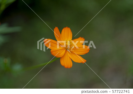 Orange flowers Orange flowers 57722741