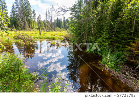 Forest landscape with wetland in summertime Forest landscape with wetland in summertime 57722792