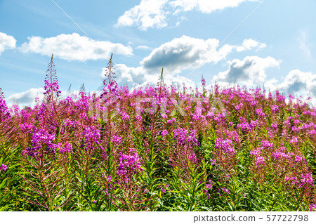 Purple Alpine fireweed against the blue sky 57722798