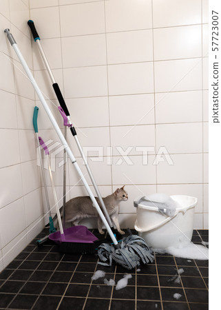 Broom and mop with bucket and cat, in white and black tile background 57723007
