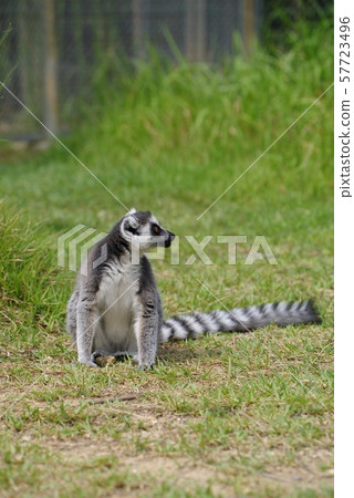 Wolverine lemur Wolverine lemur 57723496