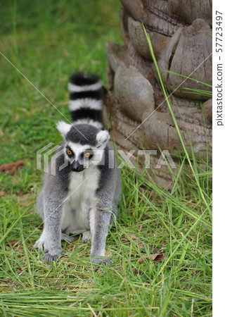 Wolverine lemur Wolverine lemur 57723497