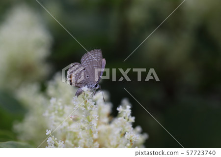 Chroma Draft Chroma Draft 57723740